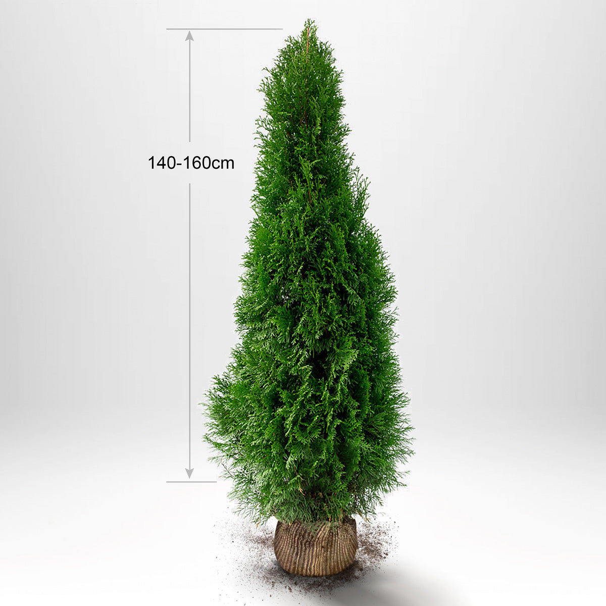 Thuja Smaragd 140-160 cm, RB, Kvalitet: Landskapskvalitet